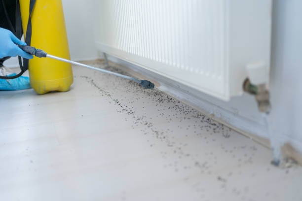 Wasp Removal Services in Kenton, OH